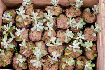 flowers on the ground