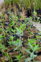 plants and garden 