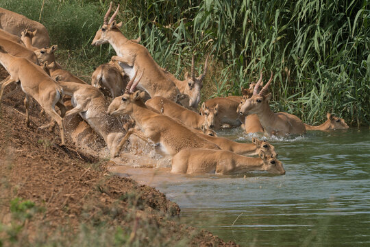 Saigas