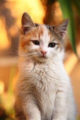 cute little stray cat 