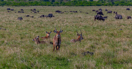 A group of African antelopes lie in the grass, and one antelope stands looking at the photographer. In the background, a herd of buffaloes is out of focus.