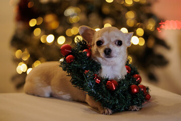 Christmas mini chihuahua dog with xmas decorative wreath, Christmas tree with lights, bokeh background
