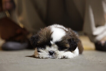 Black and white dog, small like a doll.