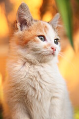 cute little stray cat