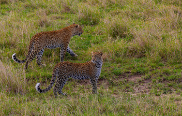 Two leopards are walking in the grass of the savannah. One leopard stopped and looked back