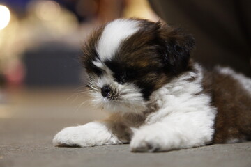 Black and white dog, small like a doll.