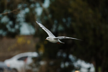 seagulls in the city park on the lake