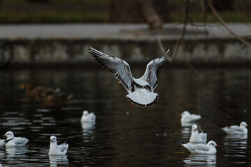 seagulls in the city park on the lake