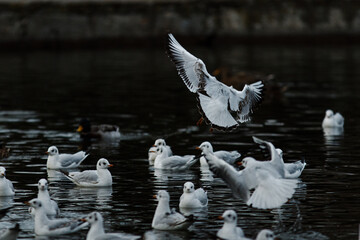 seagulls in the city park on the lake