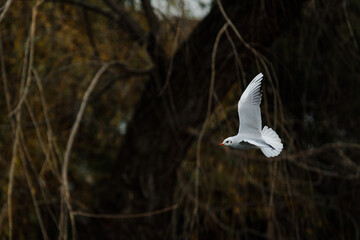 seagulls in the city park on the lake