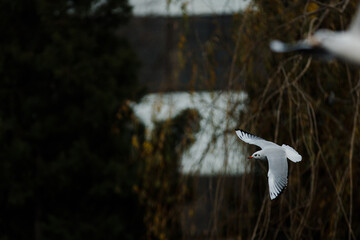seagulls in the city park on the lake
