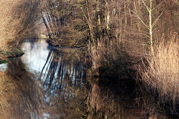 Vegetation along De Loet river in winter