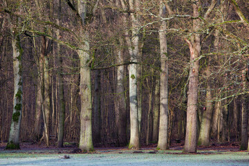 Forest edge with deciduous trees in winter