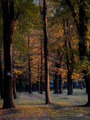 autumn in the park