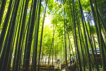 竹/bamboo