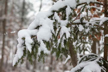 Świeży, mokry biały śnieg oblepiający iglastą gałązkę w lesie