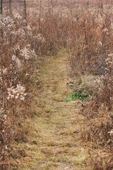 path in the woods