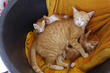orange cat family