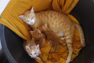 orange cat feeding kittens