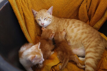 orange cat feeding kittens