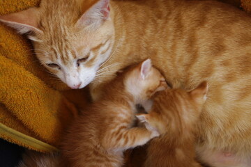 orange cat feeding kittens