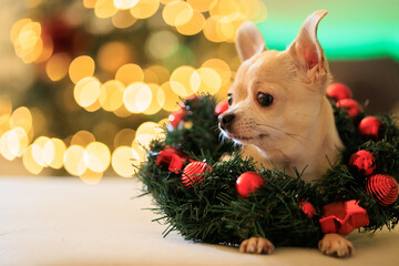 Christmas mini chihuahua dog with xmas decorative wreath, Christmas tree with lights, bokeh background