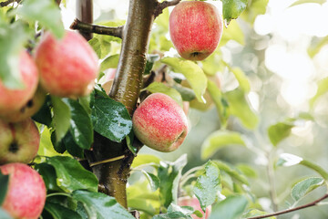 Harvesting in garden in autumn or summer. Great harvest of apples for trade, industry and organic business