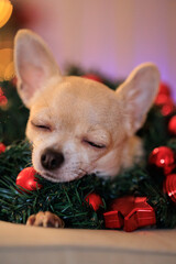 Christmas mini chihuahua dog with xmas decorative wreath, Christmas tree with lights, bokeh background