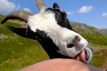 A close-up of a goat's head that is licking sweat off a person's skin of hand