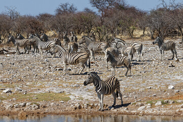 Fototapeta na wymiar Zebras in Klein Okevi