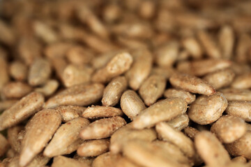 coffee beans background
