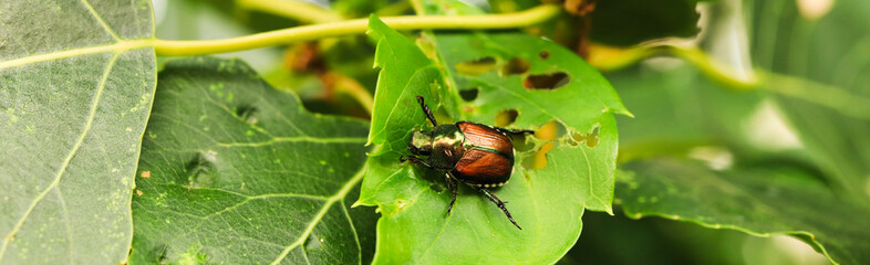 ladybug on leaf