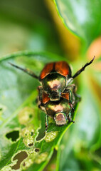 bug on a leaf