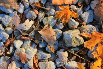 autumn leaves background