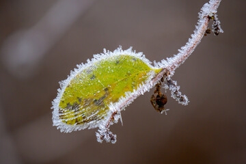 Blatt grün mit Eiszapfen