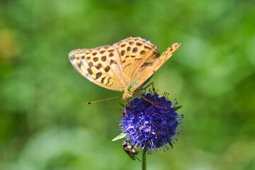 Kaisermantel Schmetterling