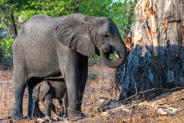 Rolgordijnen Elephant with baby © Sabine