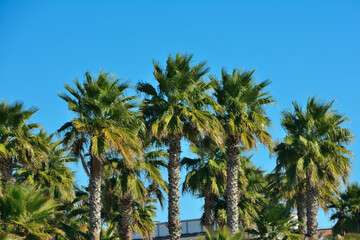 Few crowns of palm trees against a bright clear blue sky on a bright sunny day