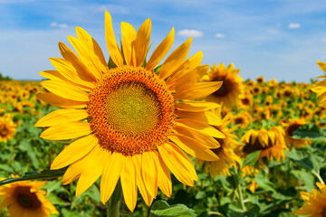Fototapeta premium Bright yellow flower of a sunflower against a background of a green field.