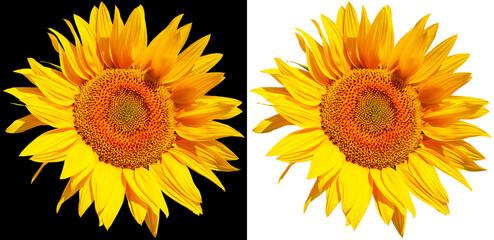 Bright sunflower flower isolated on black and white background. Oilseed agricultural crop.Yellow sunflower flower.