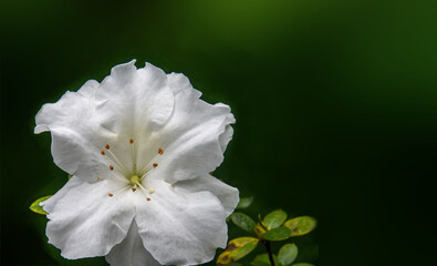 White azalea rhododendron evergreen foliage flower close up view.