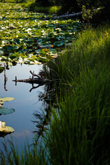 reflection in water