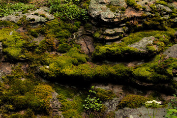 Fototapeta na wymiar moss on stone