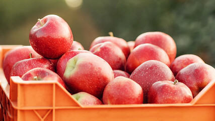 Harvest in garden and smart farming. Agriculture business concept