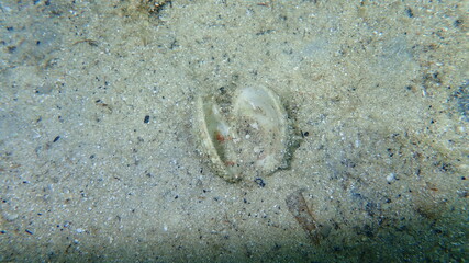 Warty venus shell or warty venus, clam (Venus verrucosa) undersea, Aegean Sea, Greece, Halkidiki