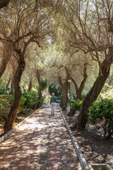 Fototapeta premium Walk among trees in a park in Sicily