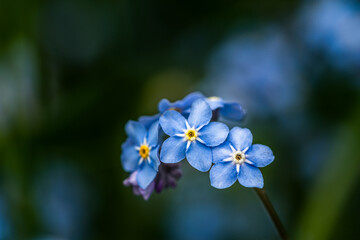 a close up of forget-me-not flower blossoms with a dark background