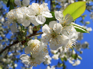 Image of a blooming apple tree.