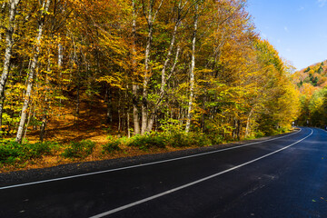 Obraz premium Asphalt road in the autumn forest.