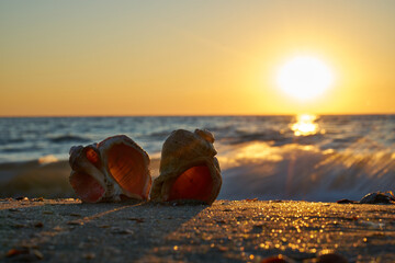 Image of seashells on the beach.